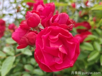 紅木香爬藤月季的優(yōu)缺點(diǎn)是什么？紅木香養(yǎng)護(hù)方法