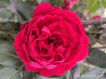 紅龍?jiān)录疽荒觊_(kāi)幾次花？4-12月開(kāi)6次