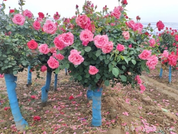 河北河間：月季成網(wǎng)紅，美麗能致富