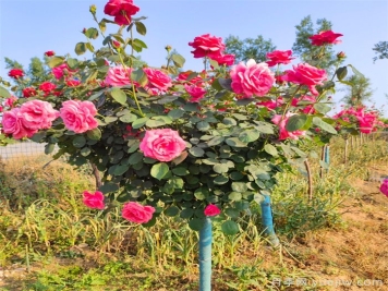樹狀月季花怎么澆水和施肥？