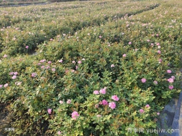 月季花怎么澆水和施肥？