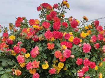 藤彩虹月季是開(kāi)一季還是多季開(kāi)花？