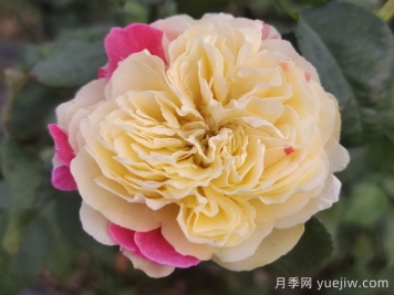 獨居特色的風月月季喲哪些優(yōu)缺點？
