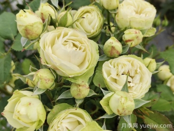 花友養(yǎng)奶油龍沙月季，花量多花色美
