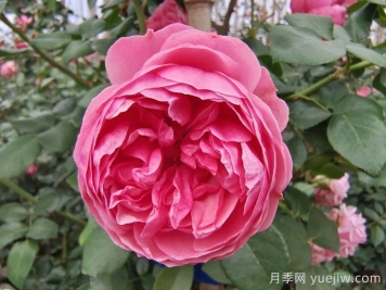 精選十首贊美月季花的古詩詞，夢回唐宋看月季花開！