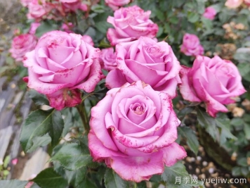 5個月季詩句和譯文