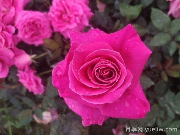 題月季，詩十三首