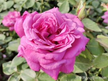 月季花的來歷和優(yōu)美詩詞賞析