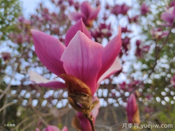 南召縣皇后鄉(xiāng)玉蘭苗木產(chǎn)業(yè)飄香致富路