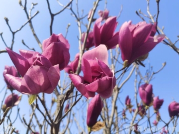 紫玉蘭樹和雞爪槭樹的介紹與價(jià)格