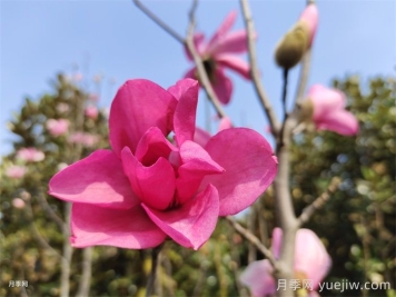 玉蘭為何被稱為望春花？