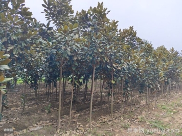 南陽南召廣玉蘭苗木栽培注意事項(xiàng)