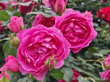 藤本月季大游行和粉色達(dá)芬奇優(yōu)缺點(diǎn)是什么？