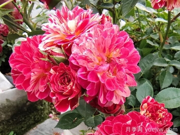 如何選擇適合自己的月季花？
