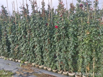秋季藤本月季掌握好修剪和施肥，打造浪漫花墻