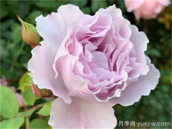 雜交茶香月季經(jīng)典代表品種