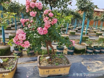 古樁盆景月季，既有顏值，又有價(jià)值