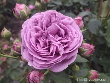 優(yōu)秀的切花：紫霧泡泡月季