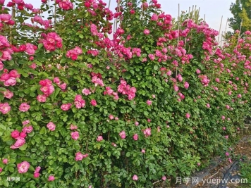 藤本月季不開花什么原因？可能是這6點(diǎn)