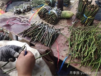 月季嫁接是門技術(shù)活，該如何做？