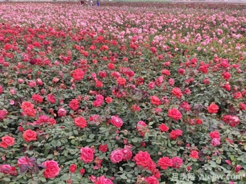 月季花的修剪基本操作和注意事項(xiàng)