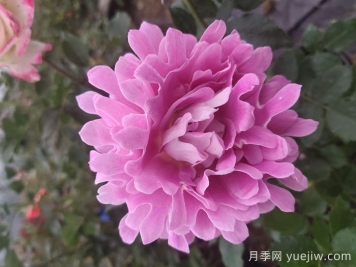 歐月和月季花的區(qū)別你知道嗎？