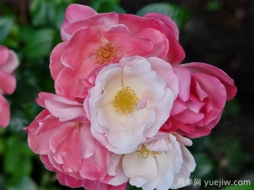 玫瑰浪漫月季/火蛋白石/薔薇浪漫/格萊特