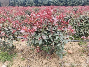 南陽紅葉石楠育苗新技術(shù)