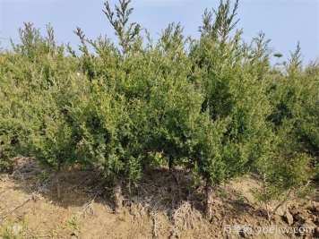四類花木在庭院種植時(shí)要避開