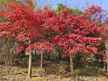美國紅楓苗木種植時(shí)八點(diǎn)修剪建議
