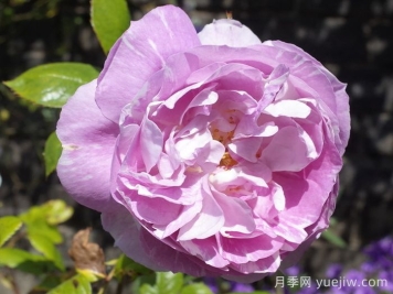 藍(lán)寶石月季(丹陶)