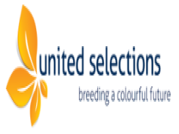 月季育種家:荷蘭聯(lián)合精選(United Selections) 月季育種家:荷蘭聯(lián)合精選(United Selections)