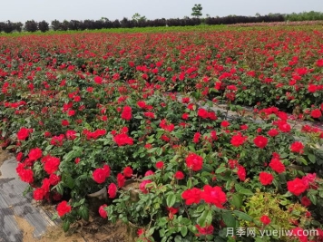 月季打藥也要分時間？這兩個時段打藥最好