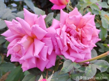 月季花的養(yǎng)殖方法和注意事項(xiàng)總結(jié)