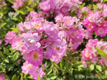 月季種植澆水技術(shù)有何奧秘