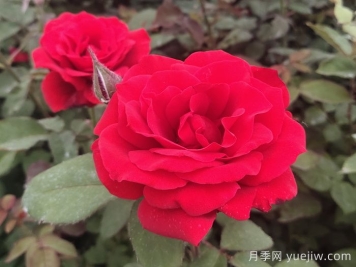 月季網(wǎng)講解如何掌握大花月季的習(xí)性