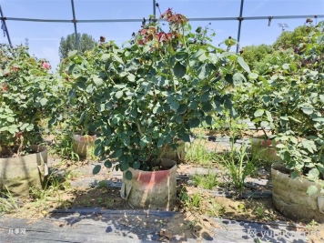 如何提高月季花苗成活率？方法為你列舉
