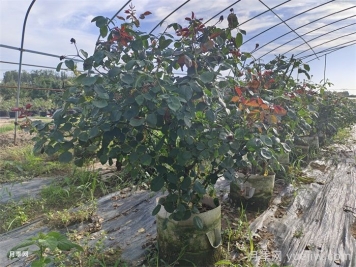 ?老齡月季更新如何修剪和保護芽？