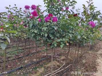 南陽基地教你棒棒糖月季的嫁接方法