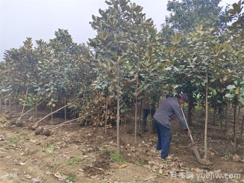 南陽市南召縣玉蘭樹批發(fā)基地