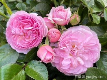 8首最美月季花古詩，春天賞花品詩