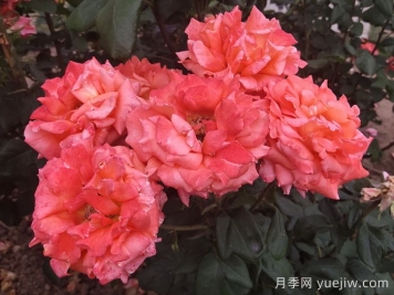 月季切花染色實(shí)用技術(shù)分享