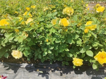 盆栽月季月月開花的關(guān)鍵是什么？