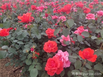 石橋月季日常管理技術(shù)要點(diǎn)有哪些？
