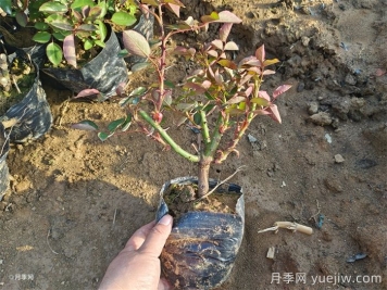 可以用月季種子栽培出月季花嗎？