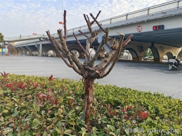 月季冬剪如何處理？修剪有哪些注意事項？