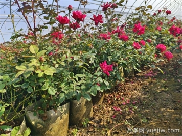 月季花后如何修剪？