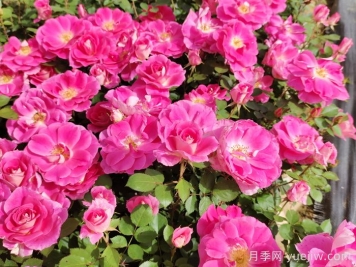 多彩的花園主角一定是月季花