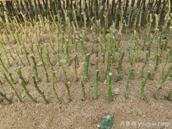 怎樣提高月季扦插率？