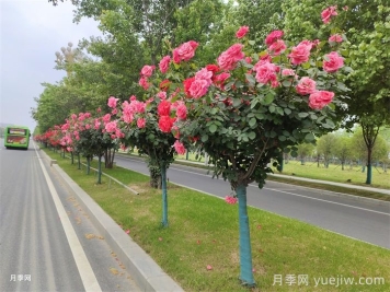 月季花開，南陽(yáng)月季在園林綠化的場(chǎng)景展示